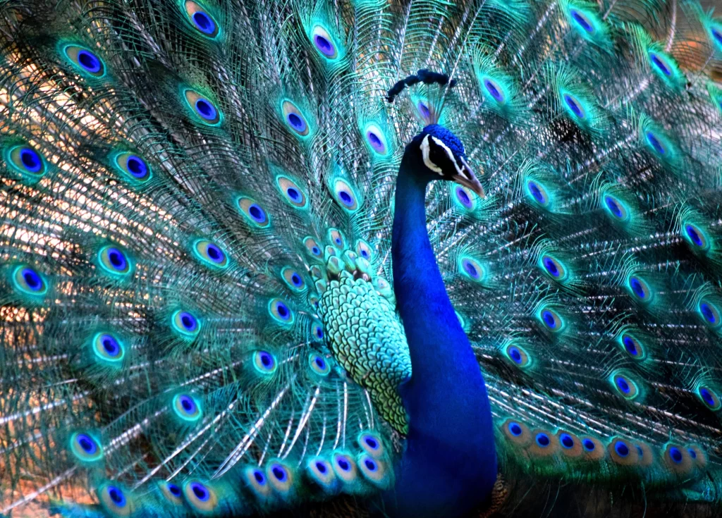 Blue-Lotus-Peacock