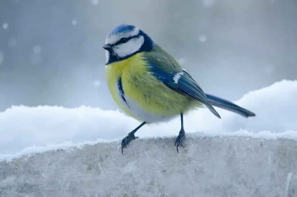 Cold Weather Pet Birds—What Temperature is Too Cold
