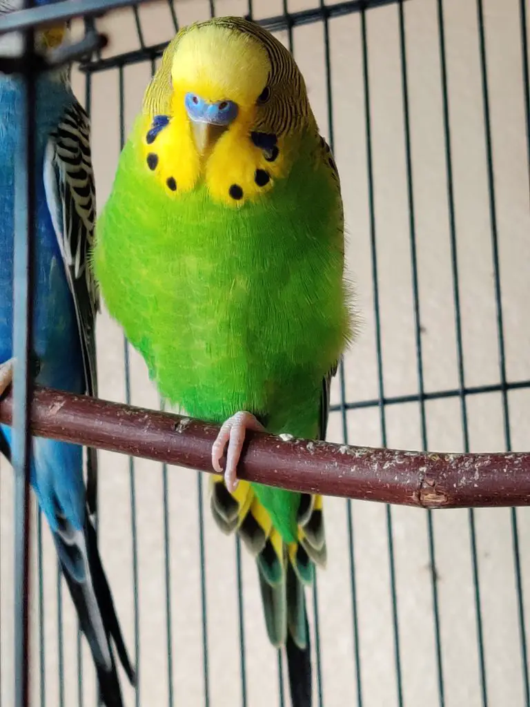 Can You Keep Your Pet Bird Outside in A Cage