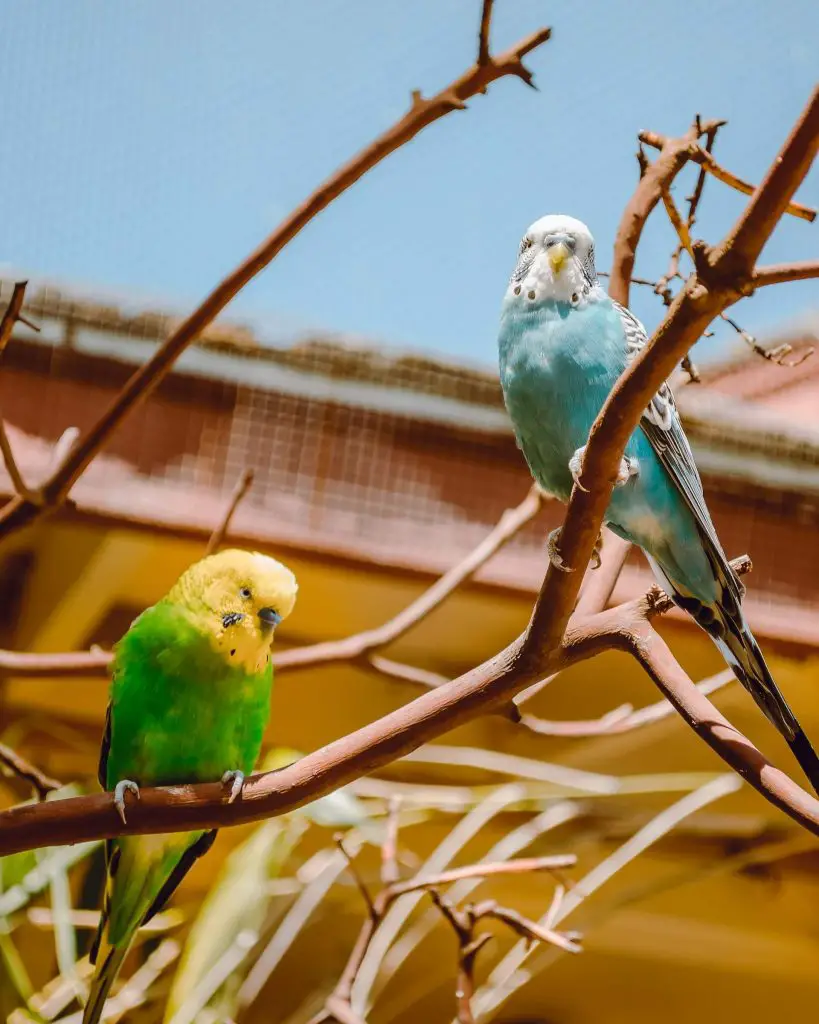 Do Parrots, Parakeets Get Along—Can They Live Together