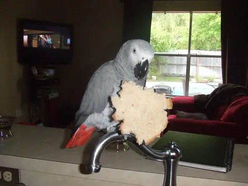 African-grey-parrot-in-kitchen-eaten-bread