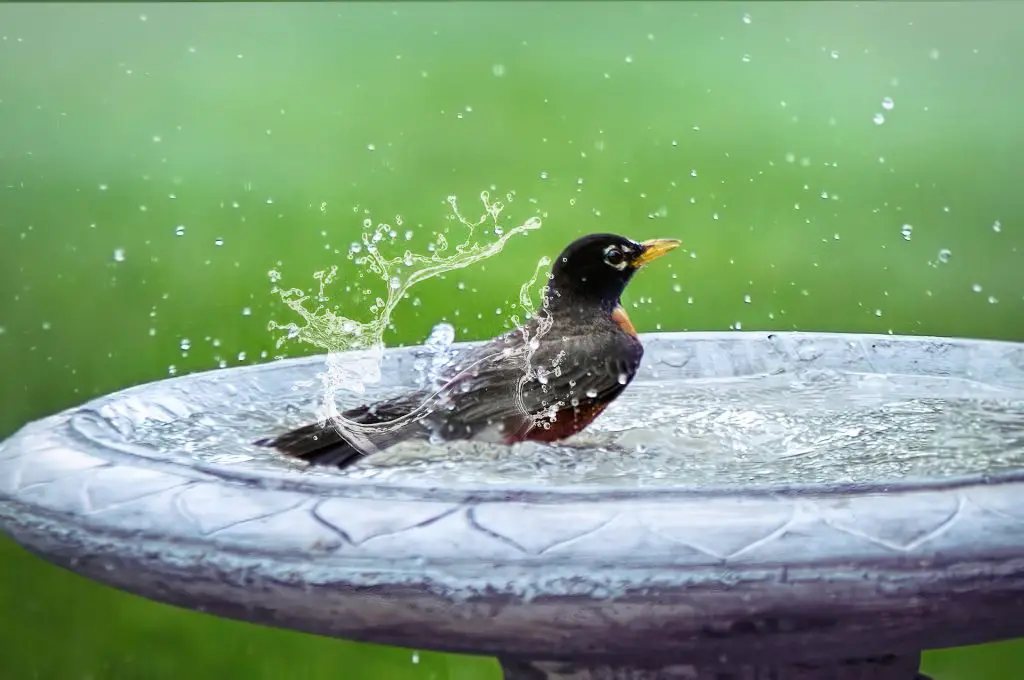 American-robin-bathing-splashing-water