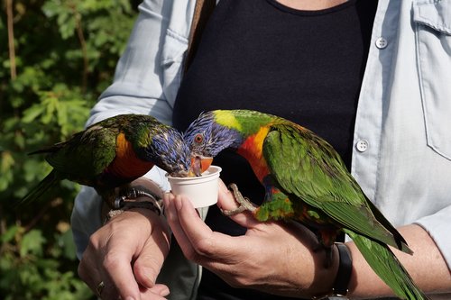 A pair of lorikeets spending time with owner