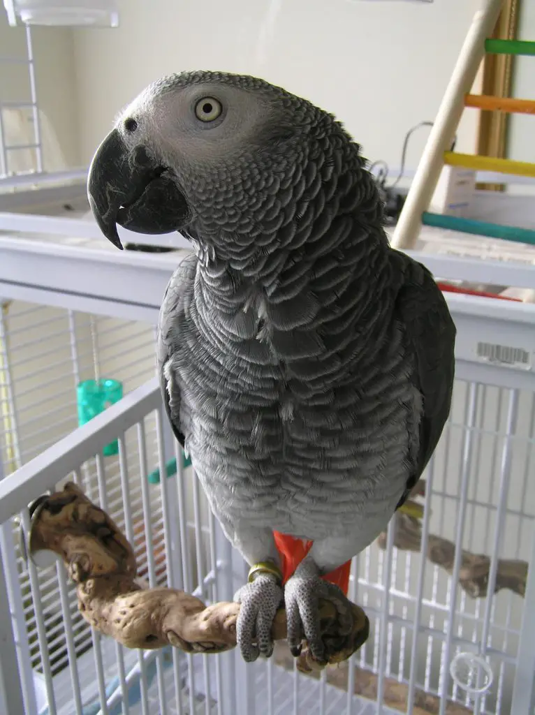 happy-Grey-parrot-in-large-cage