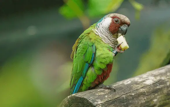 Grey-breasted-parakeet-eating