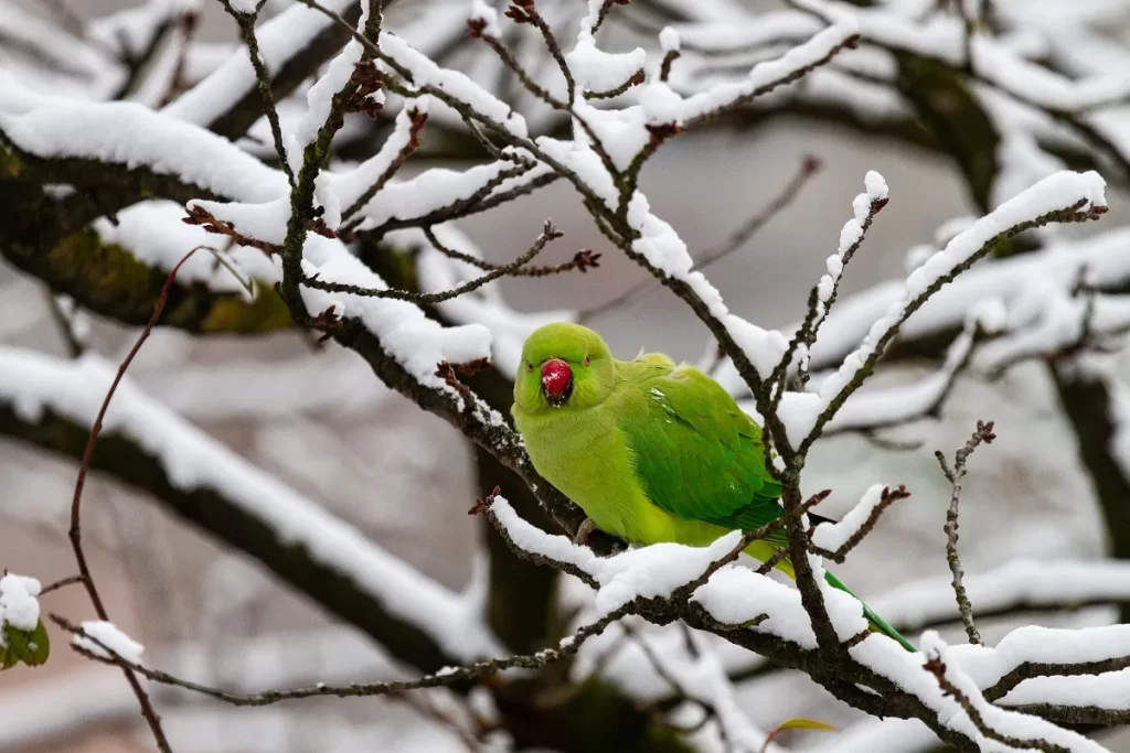 rose-ringed-parakeet-winter-tree-with-snow