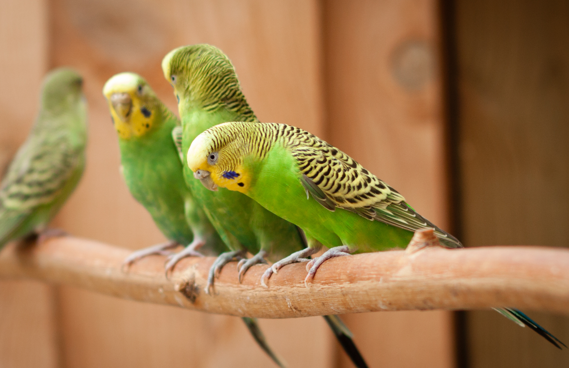 budgerigars-on-a-perch