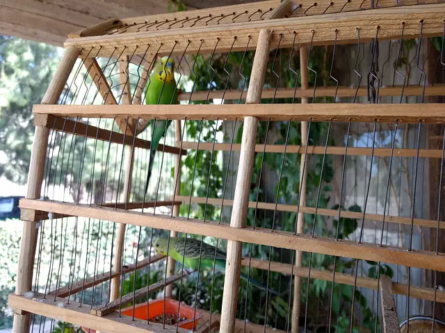 wood-and-wire-large-bird-cage-with-more-than-one-budgie