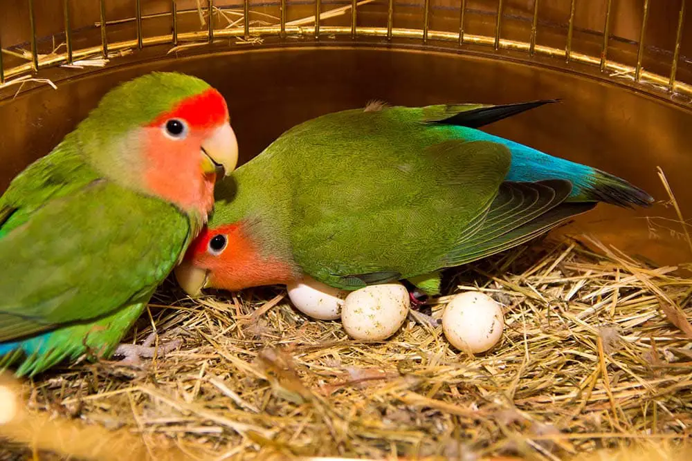 Rosy-faced-lovebirds-with-eggs